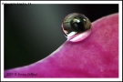 Prossima Foto: Water drop and color