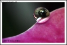 Foto Precedente: Water drop and color