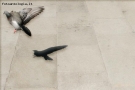 Prossima Foto: Peace flight...