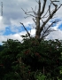 Foto Precedente: l'albero...delle mani