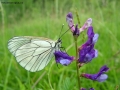 Prossima Foto: la delicatezza di una farfalla