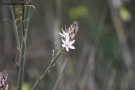 Foto Precedente: il fiore