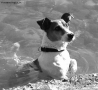 Prossima Foto: In acqua...