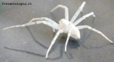 Foto Precedente: ragno bianco