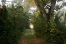 Prossima Foto: passeggiata nel bosco