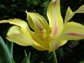 Prossima Foto: tulipano