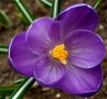 Prossima Foto: il primo crocus