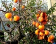 Foto Precedente: frutti d'autunno