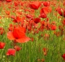 Campo di papaveri...