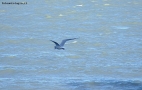 Prossima Foto: Pi veloci di aquile ......