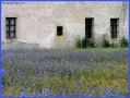 Prossima Foto: campo di fiordalisi