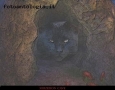 Foto Precedente: L'antro del gatto nero