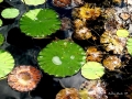 Prossima Foto: lo stagno a colori