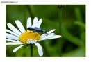 Prossima Foto: Sulla margherita
