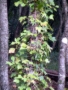 Foto Precedente: Nel bosco...