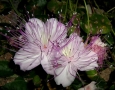 Foto Precedente: fiore del cappero
