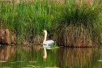 Foto Precedente: cigno