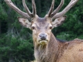 Prossima Foto: incontro nel bosco