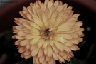 Prossima Foto: ancora un fiore