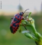 Prossima Foto: ..un milanista di nascita!!!