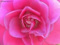 Prossima Foto: fiore di plastica