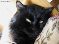 Foto Precedente: Toby