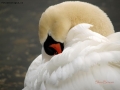 il cuscino