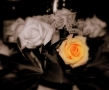 Prossima Foto: Soft rose