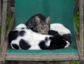 Prossima Foto: Cane&Gatto