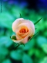 Prossima Foto: UNA ROSA