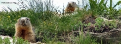 Foto Precedente: marmotte curiose