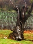 Foto Precedente: albero d'ulivo