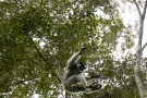Prossima Foto: volo del lemure Indri Indri