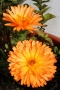 Prossima Foto: Calendula