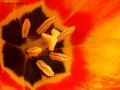 Foto Precedente: ...UN FIORE...
