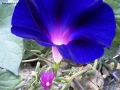 Prossima Foto: Fiore azzurro