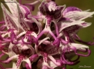 Foto Precedente: Orchis simia Lam.