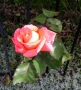 Foto Precedente: Rosa rosa