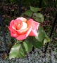 Prossima Foto: Rosa rosa