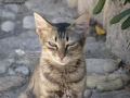 Prossima Foto: Il gatto matto guarda tutti con sospetto