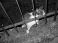Foto Precedente: Gatto tra le sbarre