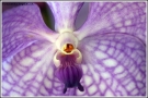 Foto Precedente: Orchid #1