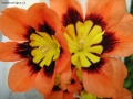 Foto Precedente: un altro fiore per Grace