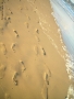 Foto Precedente: Orme sulla sabbia