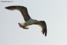 Prossima Foto: gabbiano in volo