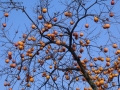 Prossima Foto: Albero di cachi