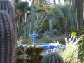 Prossima Foto: cactus