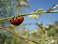 Foto Precedente: Coccinella