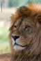 Prossima Foto: Safari park Pombia 02