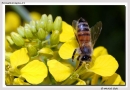Prossima Foto: golosa di nettare!